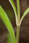 Lanceleaf loosestrife